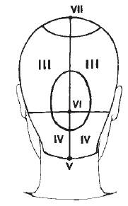 Зона затылка. Зоны волосяного Покрова головы схема. Схема теменная зона головы. Затылочная зона головы схема. Схема разделения волосяного Покрова головы на зон.