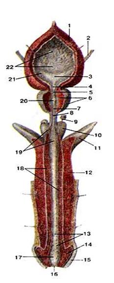 Строение члена. Анатомический атлас человека мочевой пузырь. Мужской половой орган. Анатомия полового члена. Мужской половой орган строение.
