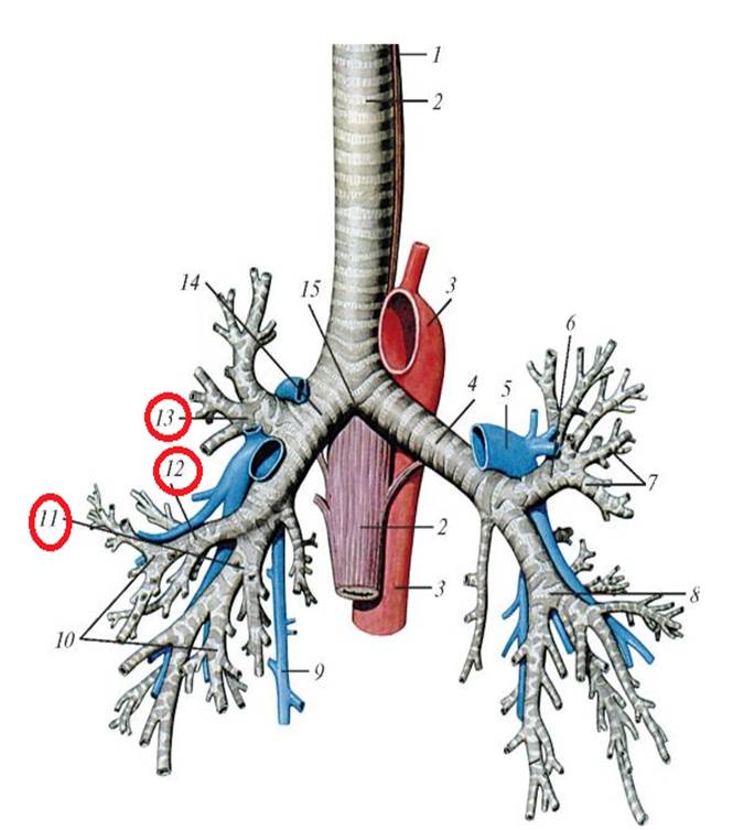 Бронхиальное дерево легких. Трахея и бронхи. Бронхиальная трахея. Бронхи анатомия. Сегментарные бронхи s3.