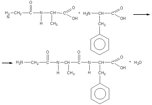 Гидролиз глицилаланина. Глицин и фенилаланин дипептиды. Дипептид фенилаланин глицин. Глицилфенилаланин формула структурная. Схема образования любого трипептида.