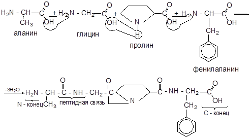 Напишите реакцию глицина. Глицин пролин лизин. Трипептид с глицином пролином. Пролин и глицин реакция. Пептид тпролинн формула.
