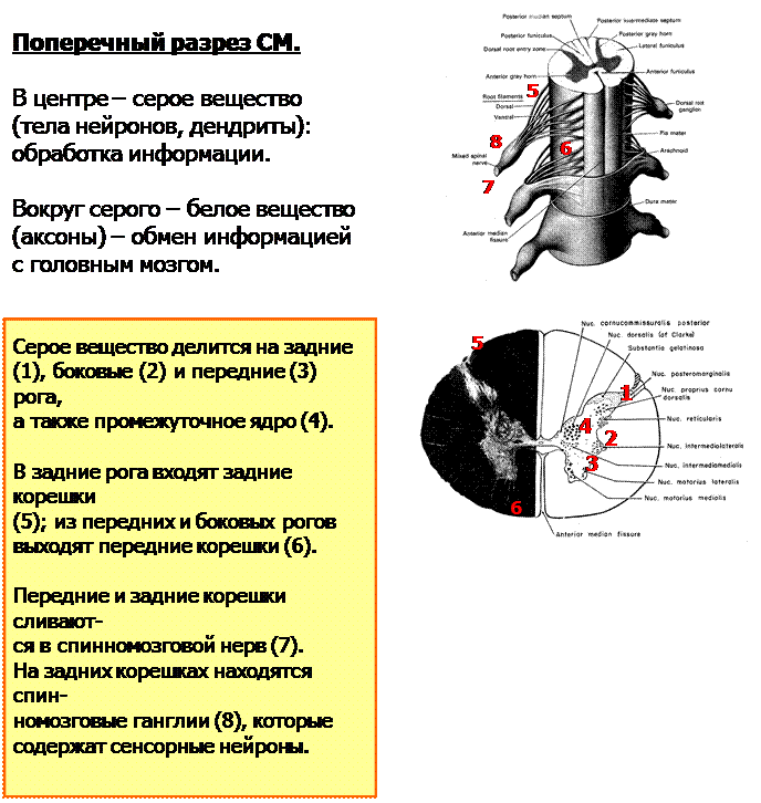 Проводниковая функция спинного мозга осуществляется. Проводниковая функция спинного мозга осуществляется