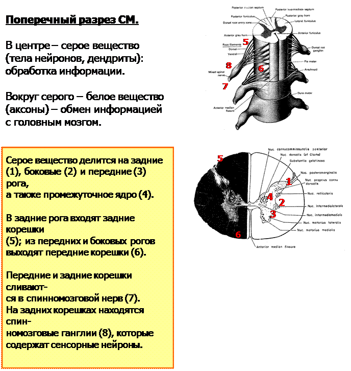 Вещество спинного мозга выполняющие проводниковую функцию. Ядра заднего рога спинного мозга. Функции спинного мозга физиология. Передняя серая спайка спинного мозга. Задние рога спинного мозга функции.