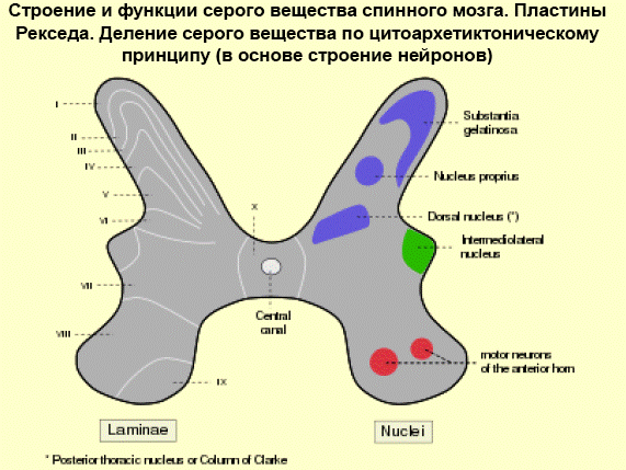 Серое Вещество Фото