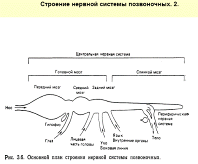 Нервная система позвоночных