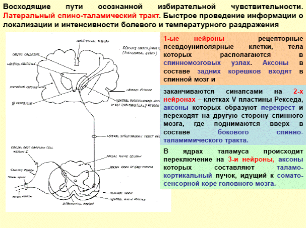 Схема проведения болевого возбуждения