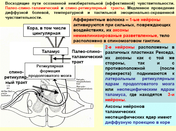 Проводит нервные импульсы к цнс. Проведение нервного импульса в цнс. Neurona. Передний спиноталамический тракт. Проводит нервные импульсы к цнс.