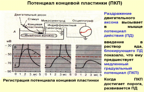 Концевая пластинка Концевая пластинка