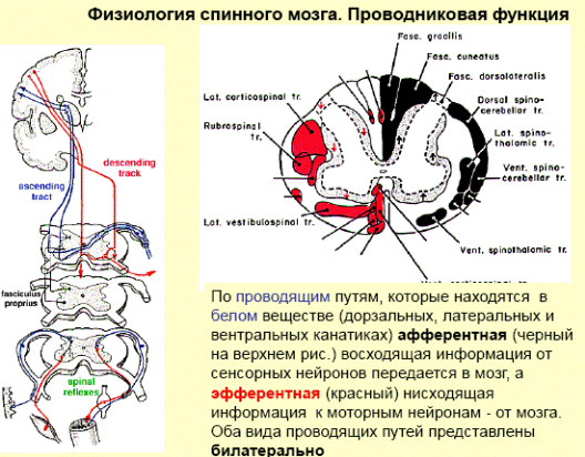 белое вещество спинного мозга проводниковая функция