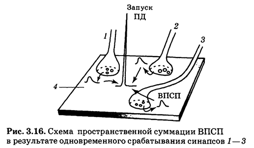 Что такое впсп и тпсп. Смотреть фото Что такое впсп и тпсп. Смотреть картинку Что такое впсп и тпсп. Картинка про Что такое впсп и тпсп. Фото Что такое впсп и тпсп