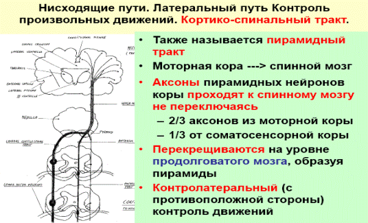 Что такое впсп и тпсп. Смотреть фото Что такое впсп и тпсп. Смотреть картинку Что такое впсп и тпсп. Картинка про Что такое впсп и тпсп. Фото Что такое впсп и тпсп
