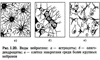 На схеме представлены клетки нейроглии первый тип клетки цилиндрической формы с ресничками