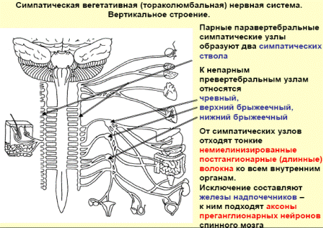 Стволы симпатической нервной системы