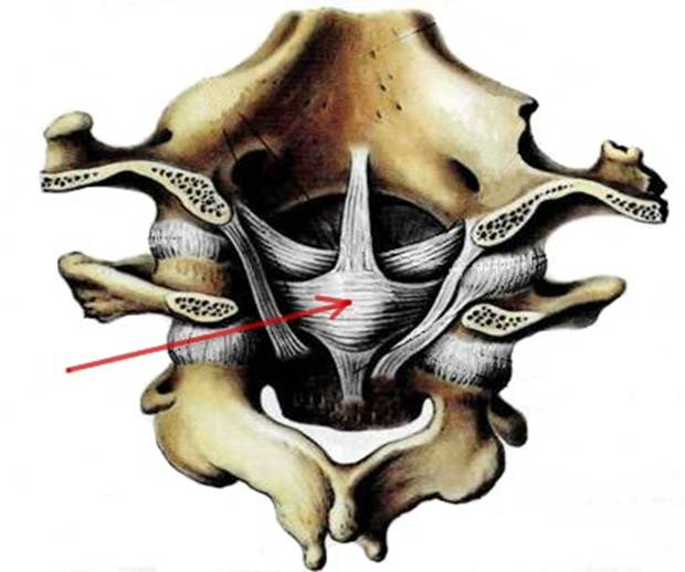 Соединения между затылочной костью. Атланто затылочный сустав анатомия. Соединение атлантозатылочный сустава. Атлантозатылочный сустав связки. Атланто затылочные суставы позвоночника.
