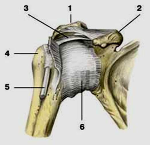 Соединения костей плечевого пояса. Плечевой сустав соединение костей. Капсула плечевого сустава анатомия. Суставная капсула плечевого сустава анатомия. Клювовидно плечевая связка плечевого сустава.