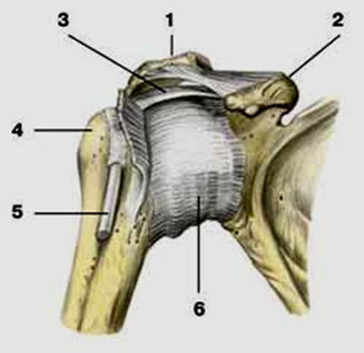 Соединение костей лопатки