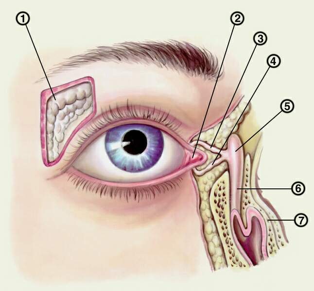Слезные Железы Где Находятся У Человека Фото