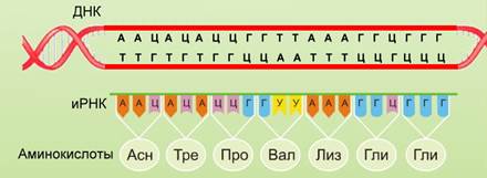 5 3 концы рнк и днк. Матричная транскрибируемая цепь ДНК. Цепочки ДНК РНК ТРНК И ИРНК. Цепь ДНК информационная РНК И транспортной РНК. Транскрипция РНК транскрибируемая цепь.