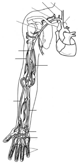Кровообращение верхней конечности. Плечевая артерия и Вена. Кровоснабжение верхней конечности топографическая анатомия. Схема кровотока верхней конечности. Артерии верхней конечности схема.