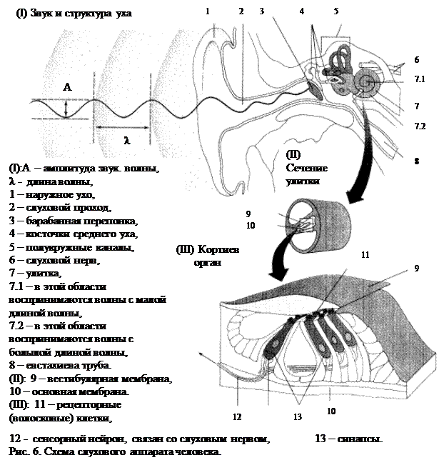 Передачи звуковой волны на слуховые рецепторы. Схема слухового аппарата человека. Схема передачи звука в ухе. Схема звукопроводящей и звуковоспринимающей систем. Акустические анализаторы схема.