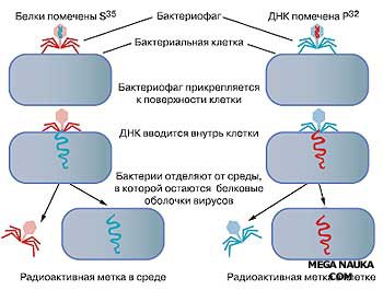 Доклад по теме Эксперимент Херши—Чейз