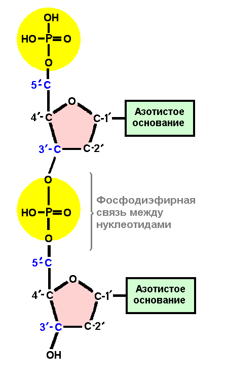 5 3 концы рнк и днк. Образование фосфодиэфирной связи между нуклеотидами. 3 5 Фосфодиэфирная связь РНК. Структура ДНК фосфодиэфирные связи. Образование фосфодиэфирных связей между нуклеотидами.