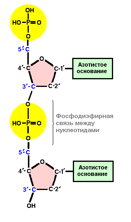 Соединение нуклеотидов днк