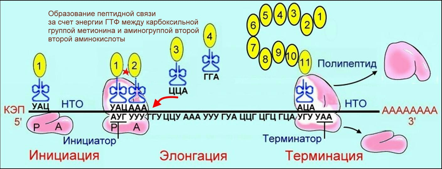 Трансляция т рнк. Трансляция это Синтез белка на рибосомах. Схема синтеза белка в рибосоме трансляция. Схема синтеза белка в рибосоме. Трансляция этапы синтеза белка.