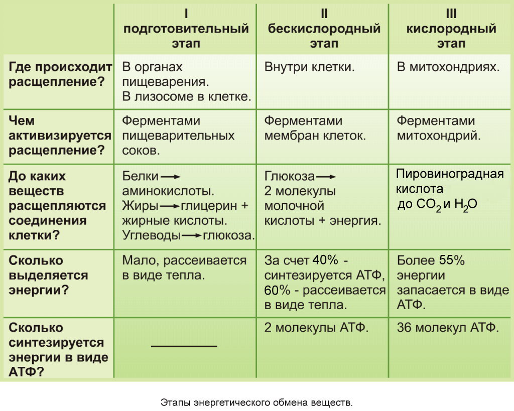 Происходит какой вид. Энергетический обмен клетки стадии энергетического обмена. Этапы энергетического обмена веществ таблица. Бескислородный и кислородный этапы энергетического обмена. 3 Этапа энергетического обмена таблица.