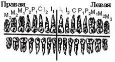 Формула зубов китообразных. Зубная формула. Зубная формула человека. Зубная формула стоматология. Зубная формула стоматология справка.