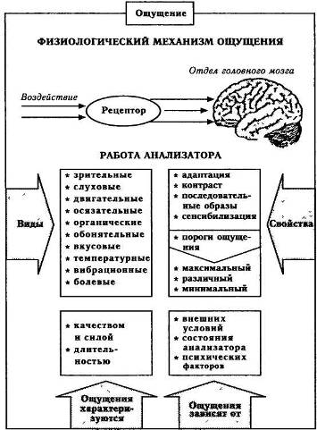 Анатомо физиологическое ощущения. Физиологические механизмы ощущений в психологии. Физиологические механизмы ощущений анализаторы. Схема психофизиологические механизмы формирования ощущений. Физиологический механизм ощущений и восприятия.