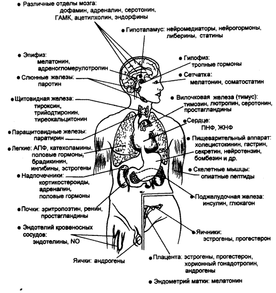 Железы и т д