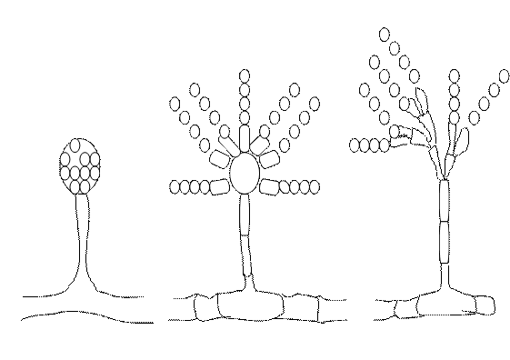 Признаки грибов мукор. Плесневые грибы конидии. Мукор пеницилл аспергилл. Аспергилл пеницилл мукор морфологические признаки. Морфологические признаки грибов мукор аспергилл пеницилл.